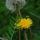 Dandilion thumbnail