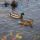 Ducks thumbnail