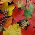 Fall Leaves thumbnail