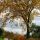 Fall Scene with Bench thumbnail