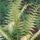 Ferns thumbnail