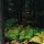 Ferns into Woods thumbnail