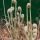 Fiddlehead fern thumbnail