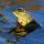Frog thumbnail