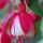 Fushia-Bookmark thumbnail