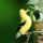 Goldfinch thumbnail