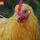 Hen Yellow thumbnail