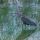 Heron 280 thumbnail