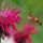 Hummingbird Moth and Bee Balm thumbnail