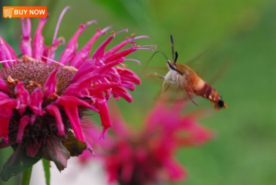Hummingbird Moth and Bee Balm
