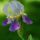 Iris_Purple thumbnail