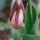 Lady-Slipper-Bud thumbnail