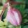 Lady-Slipper thumbnail