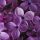 Lilac1 thumbnail