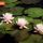 Lily Pads with Frog thumbnail