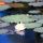 Lily Pads wth Flower thumbnail