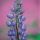 Lupine-Purple thumbnail