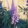 Lupines-192 thumbnail