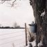 Maple Tree Tap thumbnail