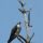 Osprey thumbnail