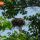 Osprey Nest thumbnail