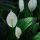Peace-Lilies thumbnail