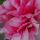 Peony thumbnail