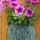 Petunias thumbnail