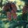 Pine Cones thumbnail