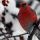 Pine Grosbeak Bookmark thumbnail