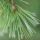 Pine Needles thumbnail