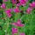 Pink-Flowers thumbnail