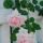 Pink-Roses thumbnail