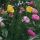 Pink-and-Yellow-Flowers thumbnail
