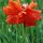 Poppy thumbnail