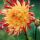 Red-and-Yellow-Dahlia thumbnail