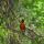 Robin thumbnail