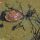 Rock Crab and Seaweed thumbnail