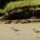 Sandpipers thumbnail
