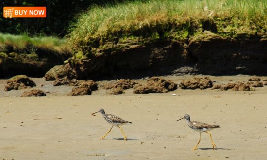 Sandpipers