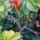 Spiderweb in Rose Bush thumbnail