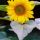 Sunflower-48 thumbnail