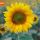Sunflower with Bee thumbnail