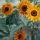 Sunflowers-154 thumbnail