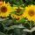 Sunflowers 52 thumbnail