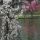 Tree-Blossoms-and-Canadian-Geese thumbnail