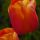 Tulips-Orange thumbnail