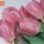 Tulips Pink thumbnail