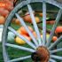 Wagon Wheel and Pumpkins thumbnail
