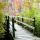 Walkway with Fall Leaves thumbnail